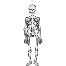 Skelett, H 120 cm, 300 g, Weiß, 1 Stk