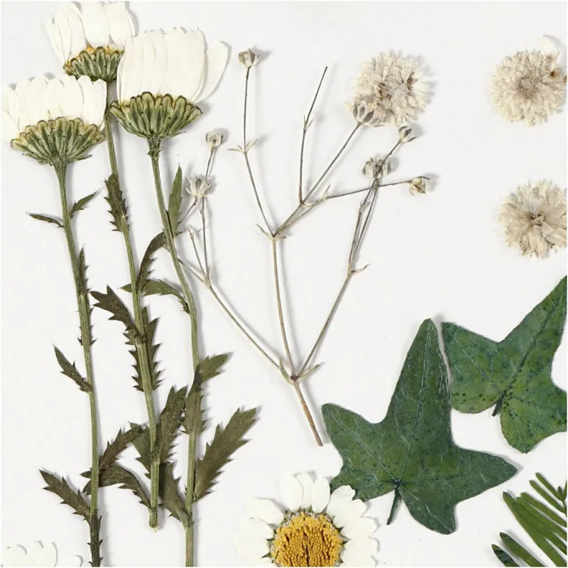 Gepresste Blüten und Blätter, ca. 19 Stk, Naturweiß, 1 Pck