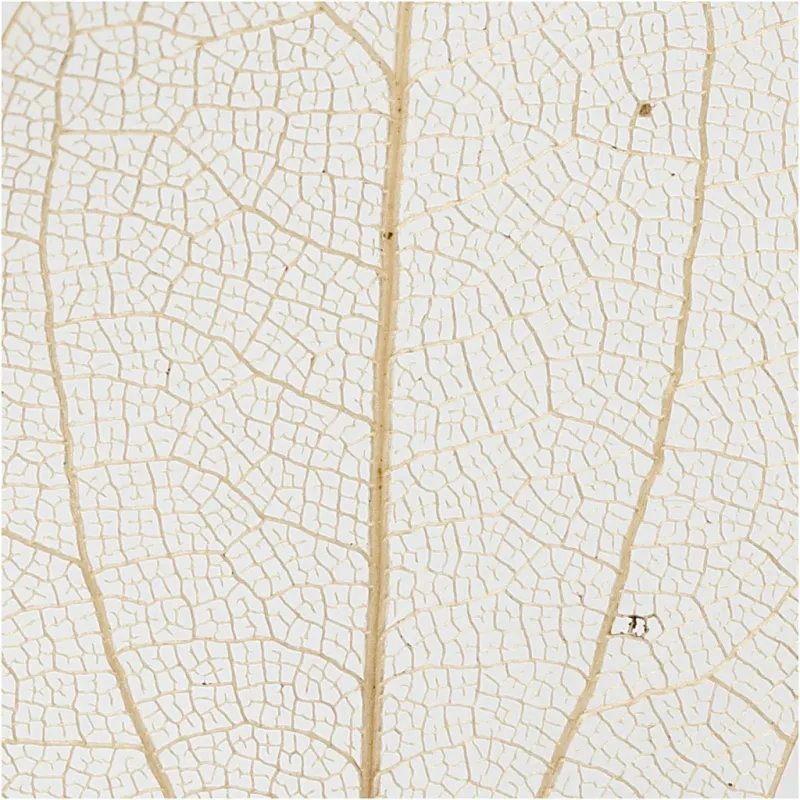 Laubblätter, L 4,5-8 cm, Natur, 20 Stk/ 1 Pck