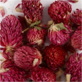 Trockenblumen, Rotes Kleeblatt, L 1,5-2,5 cm, D 1 - 1,5 cm, 15 g, Flieder, 1 Pck
