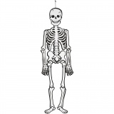 Skelett, H 120 cm, 300 g, Weiß, 1 Stk
