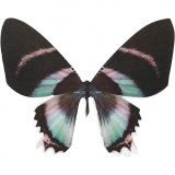 Schmetterling, H 6,1 cm, B 7 cm, 300 g, 20 Stk/ 1 Pck
