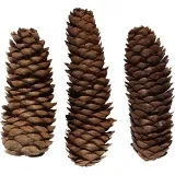 Tannenzapfen, D 40 mm, ca. 14 Stk, 300 g/ 1 Pck