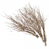 Birkenzweige, 50-60 cm, 20Stk/ 1 Pck