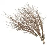 Birkenzweige, L 50-60 cm, 20 Stk/ 1 Pck