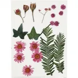 Gepresste Blüten und Blätter, ca. 19 Stk, Rosa, 1 Pck