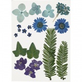 Gepresste Blüten und Blätter, Blau, 1 Pck