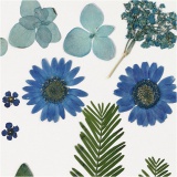 Gepresste Blüten und Blätter, Blau, 1 Pck