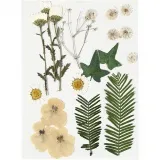 Gepresste Blüten und Blätter, ca. 19 Stk, Naturweiß, 1 Pck