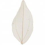 Laubblätter, L 4,5-8 cm, Natur, 20 Stk/ 1 Pck