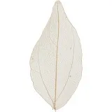 Laubblätter, L 4,5-8 cm, Natur, 20 Stk/ 1 Pck