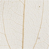 Laubblätter, L 6-8 cm, Natur, 20 Stk/ 1 Pck