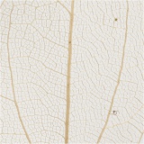 Laubblätter, L 4,5-8 cm, Natur, 20 Stk/ 1 Pck