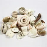 Strandmuscheln, Größe 9-40 mm, Lochgröße 1-1,5 mm, 120 g/ 1 Pck